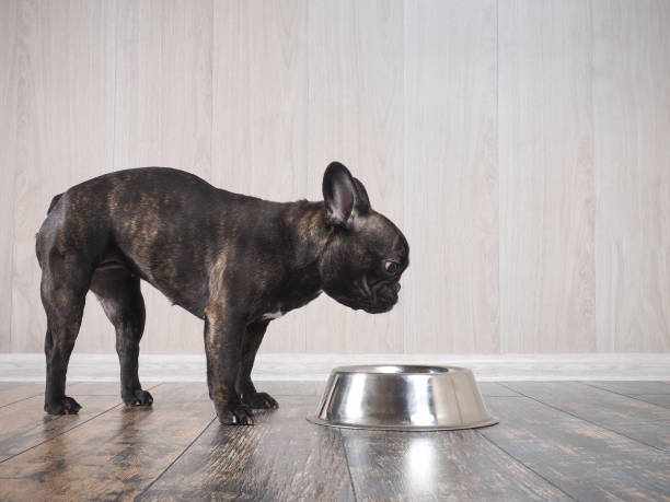 The Best Dry Food for Your French Bulldog Puppy