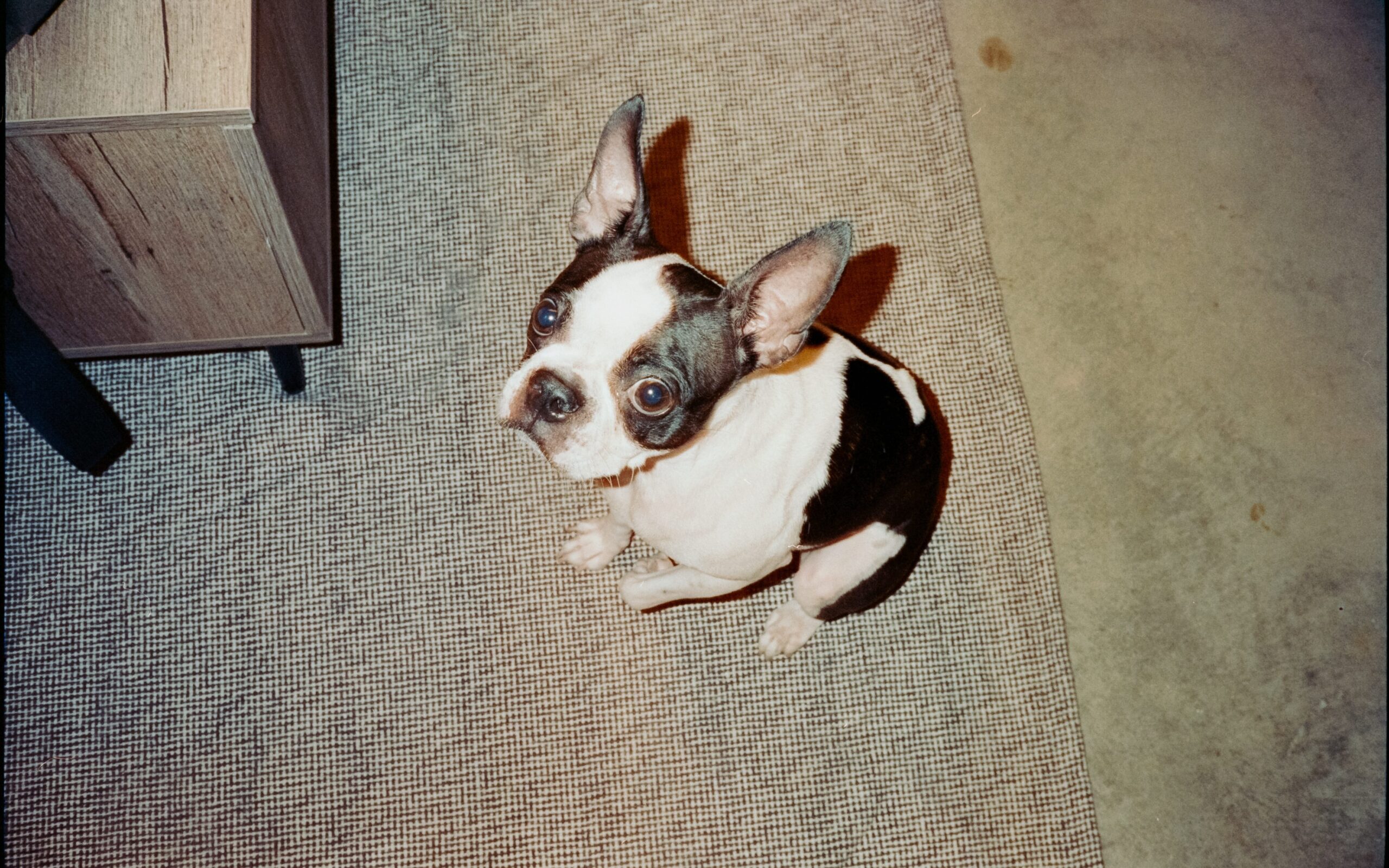 My french bulldog is too skinny