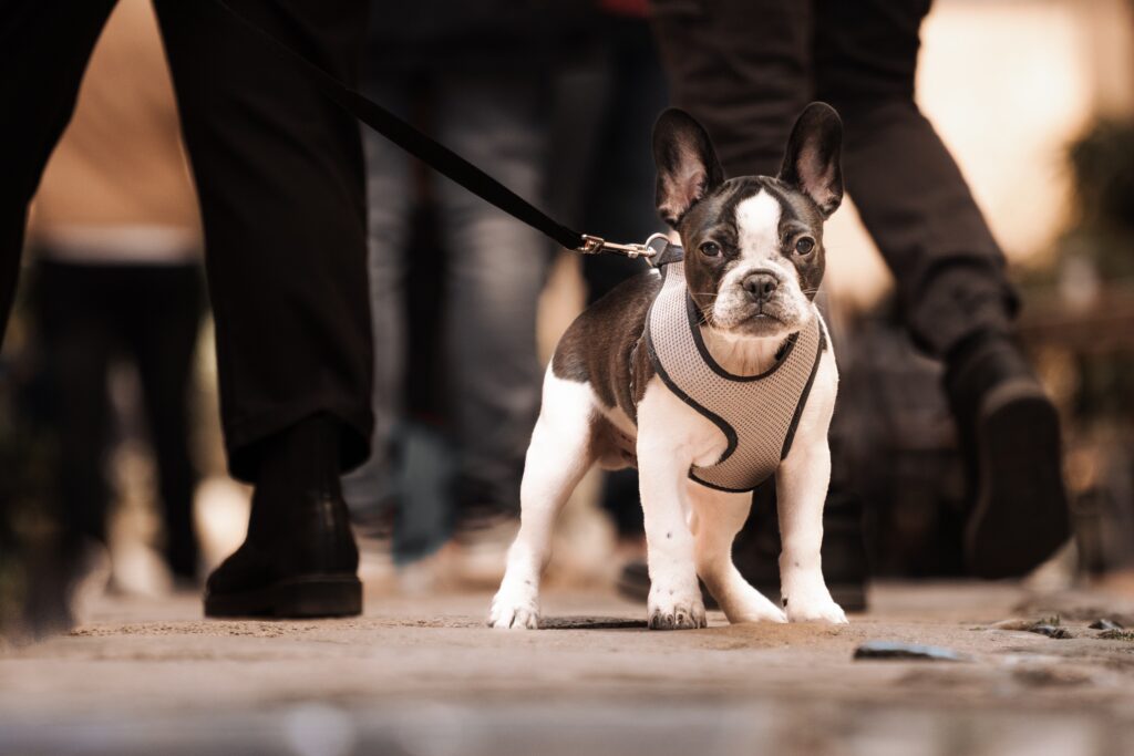 Are French Bulldogs Easy to Train