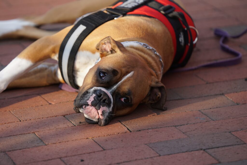 Can a French Bulldog Be a Service Dog? 
