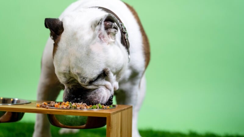 The Best Slow Feeders for French Bulldogs