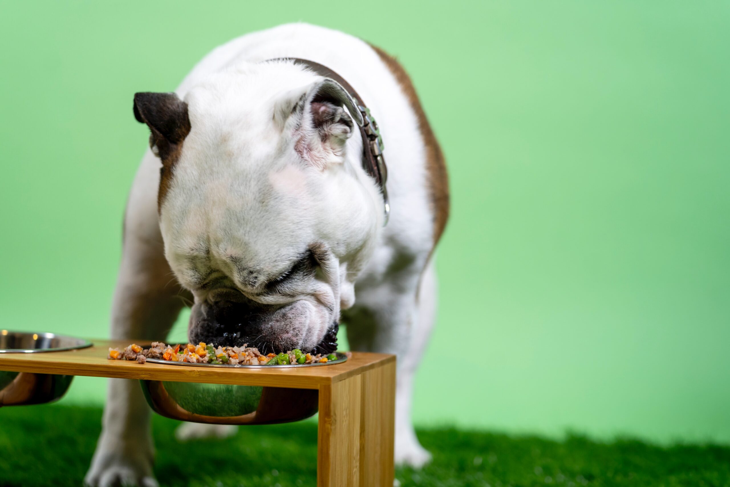 The Best Slow Feeders for French Bulldogs