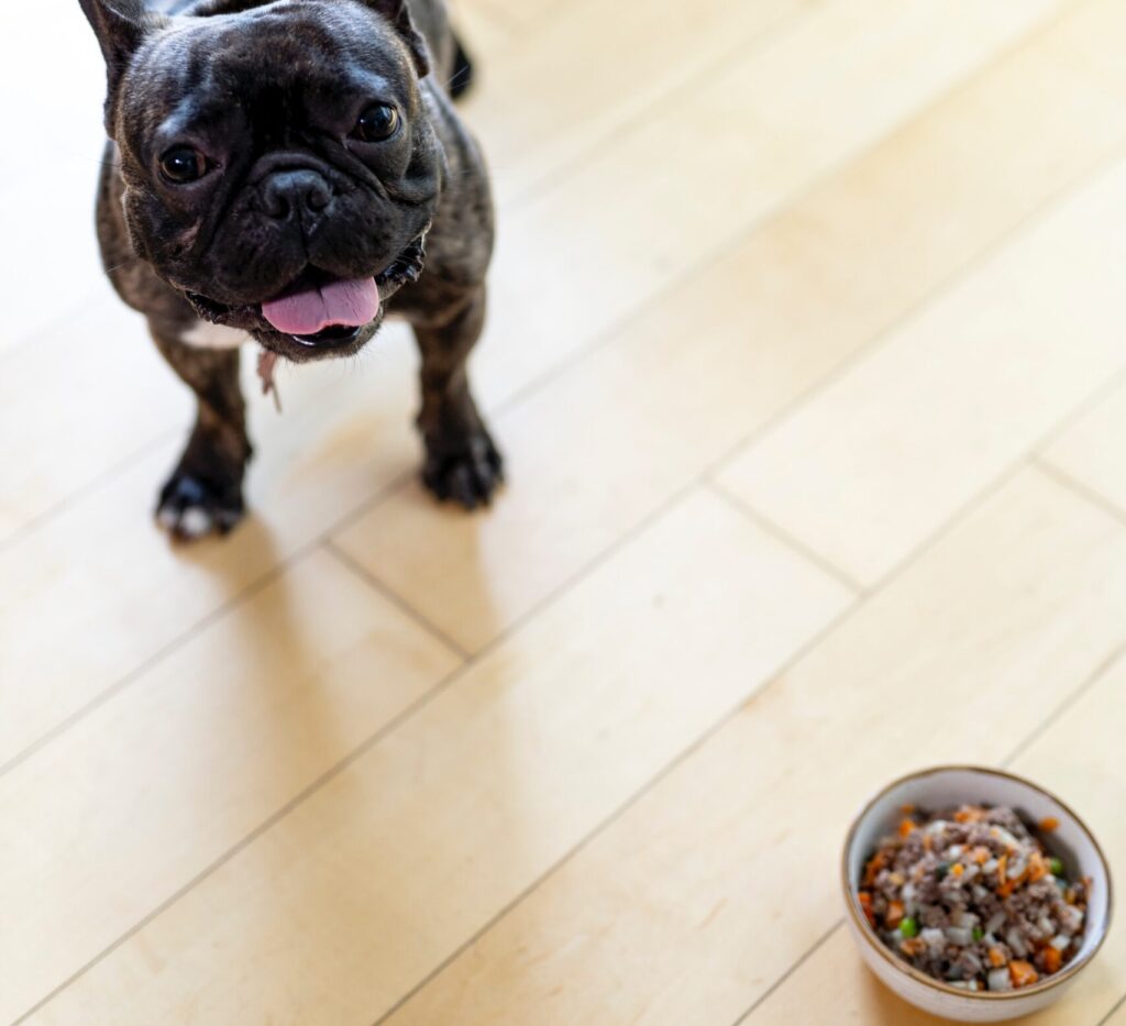 How much should a french bulldog eat