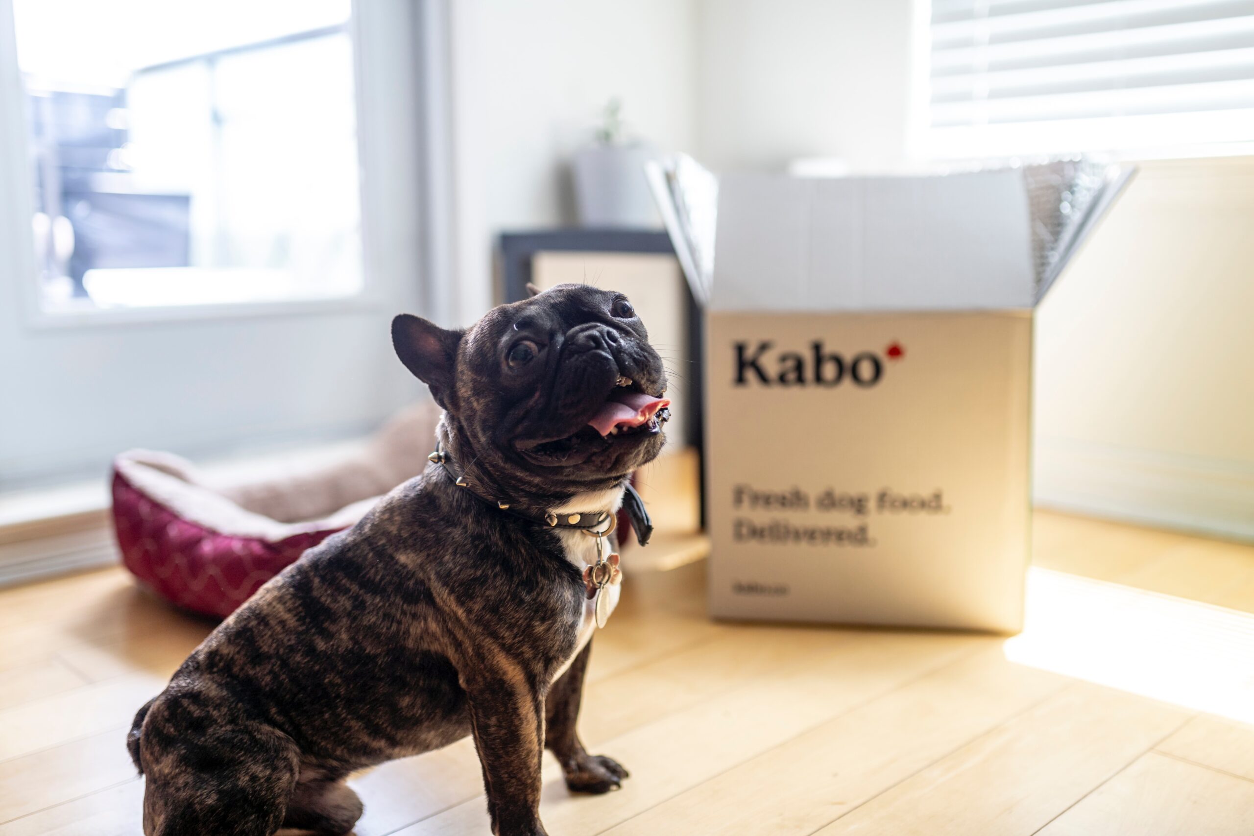 How Much Should a French Bulldog Eat? A Comprehensive Guide