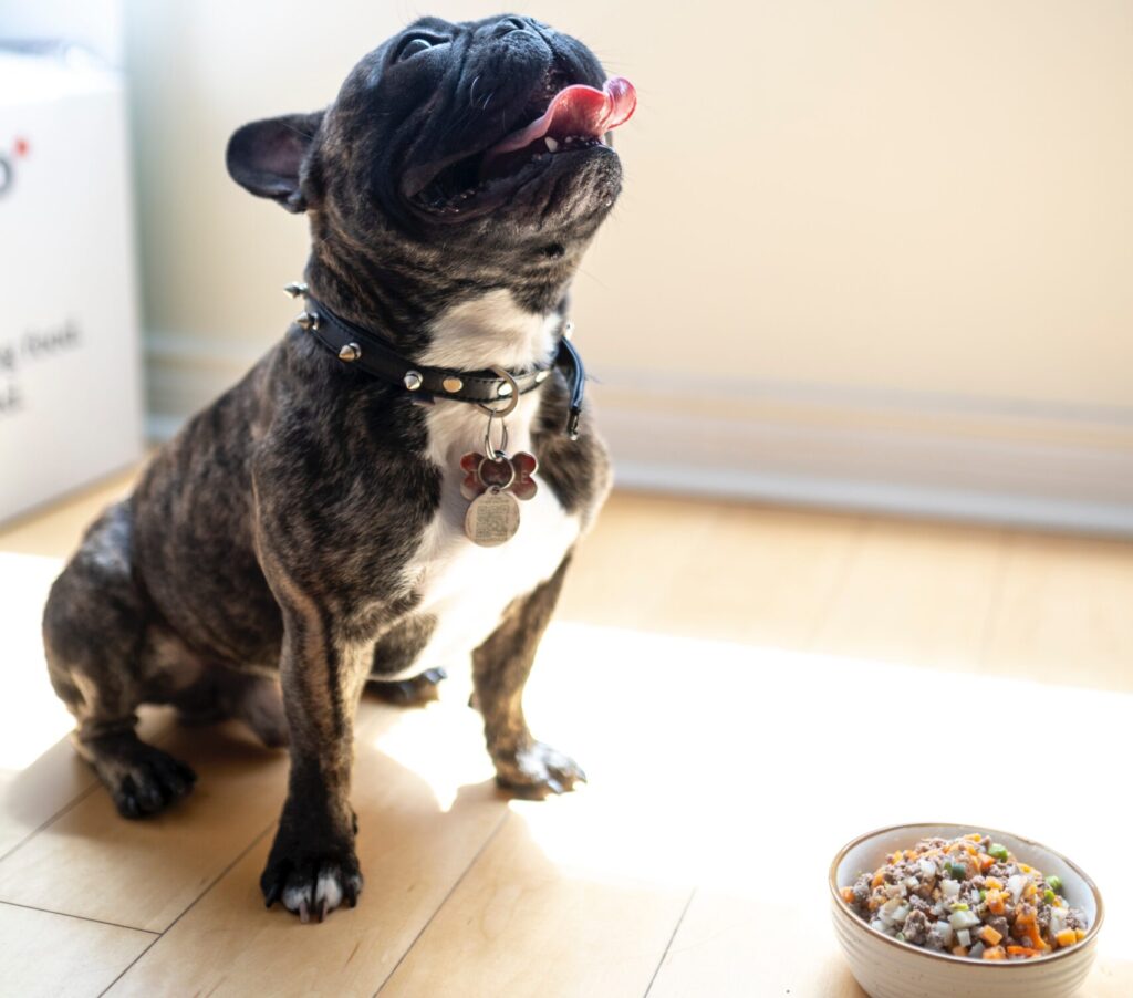 How much should a french bulldog eat