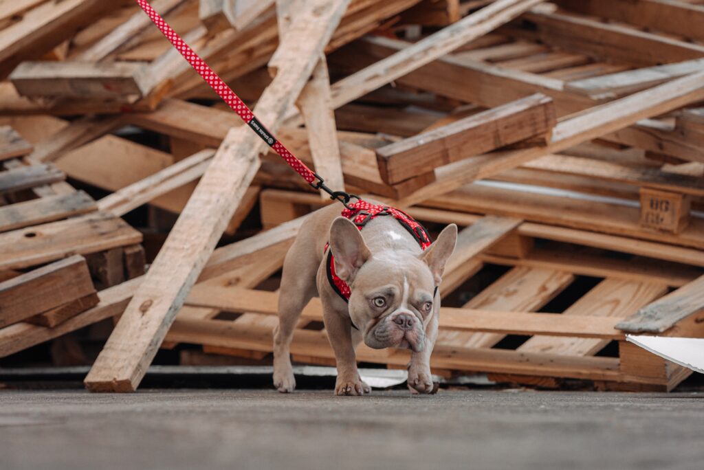 Best no pull harness for French Bulldog