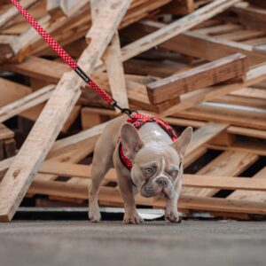 The Best No Pull Harness Options for French Bulldogs