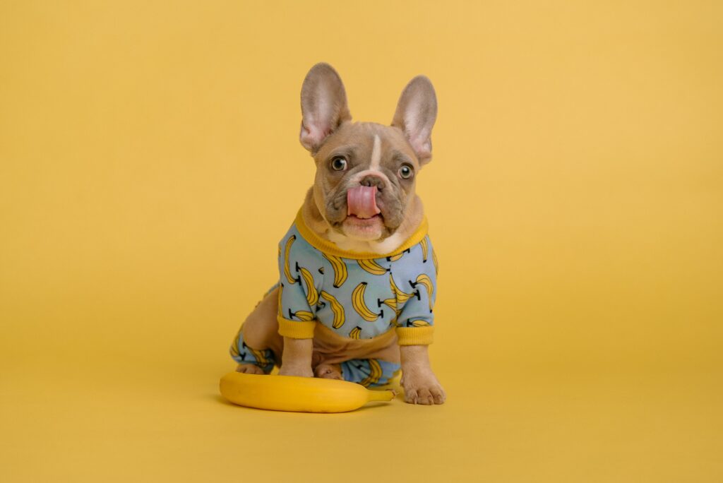 Can Frenchies Eat Bananas?
