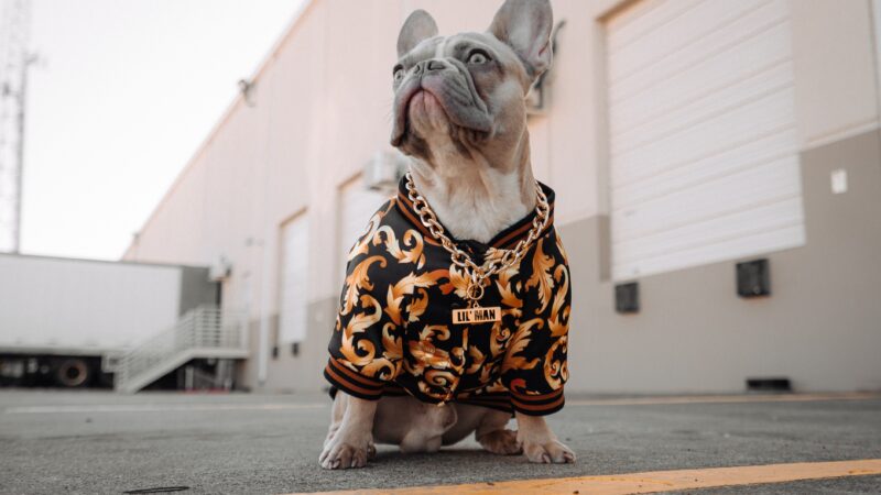 The Best Coats for French Bulldogs: A Detailed Guide