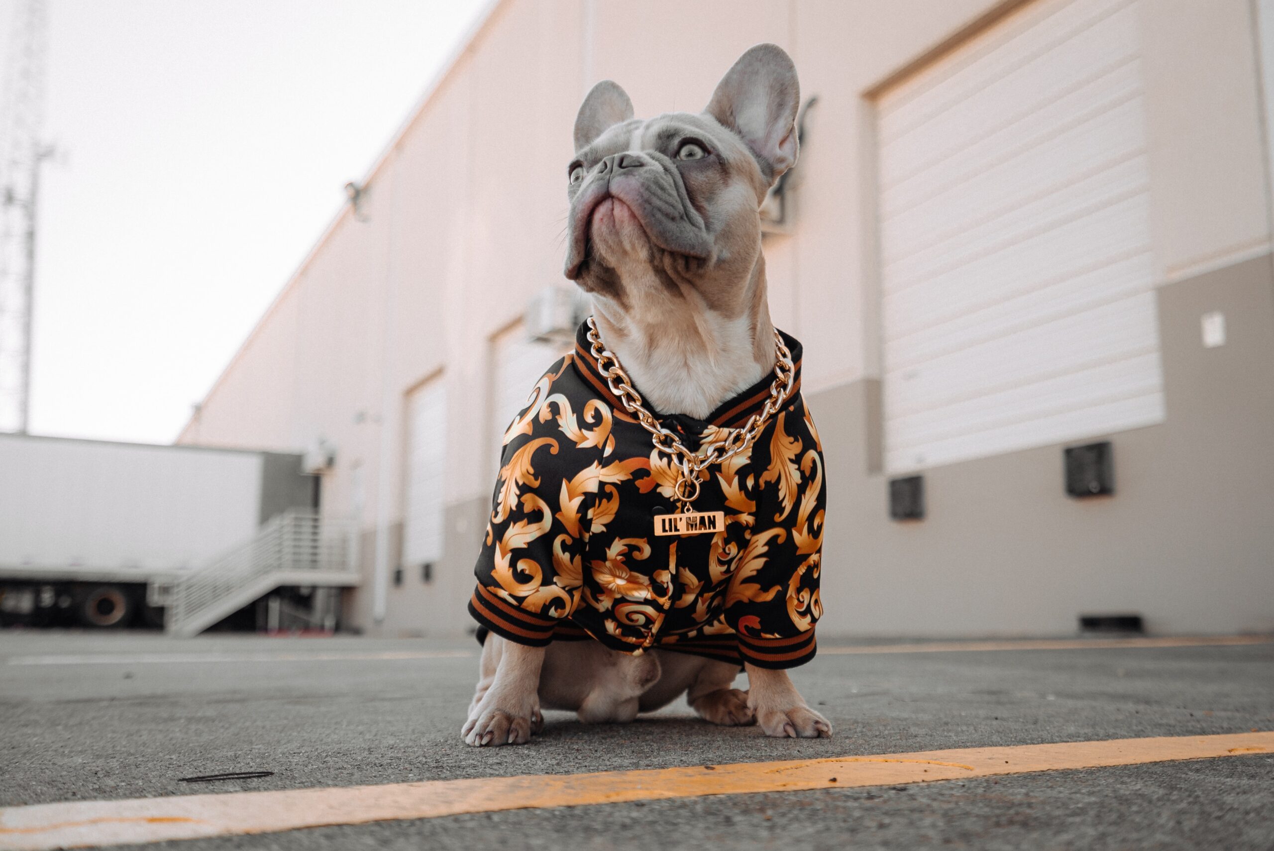 The Best Coats for French Bulldogs: A Detailed Guide