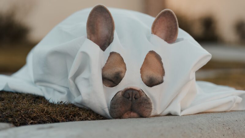 The Best Probiotic for French Bulldogs: A Comprehensive Guide