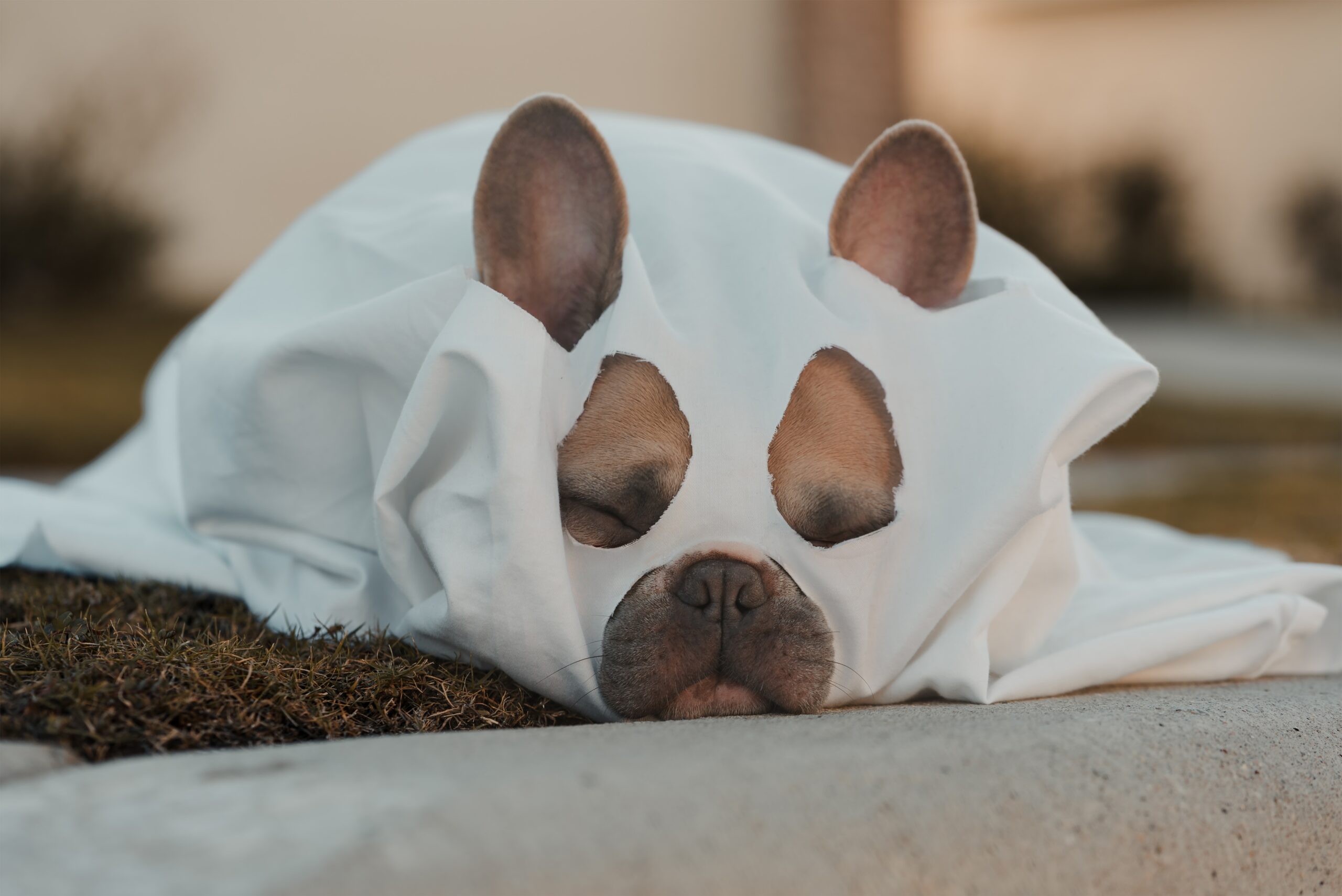 The Best Probiotic for French Bulldogs: A Comprehensive Guide