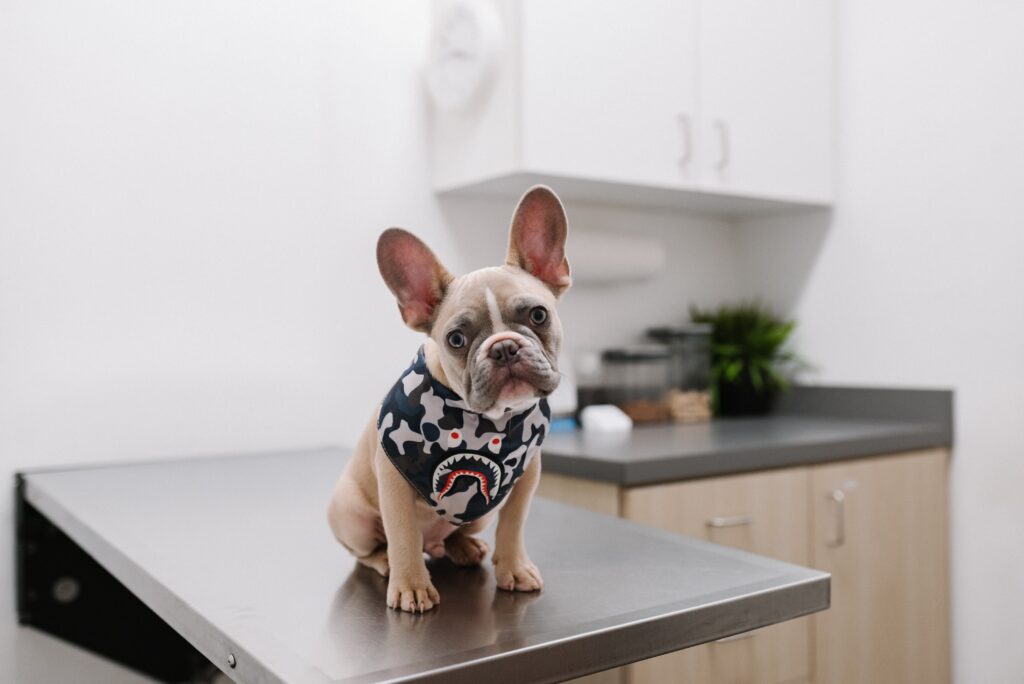 How Much to Feed Your French Bulldog Puppy