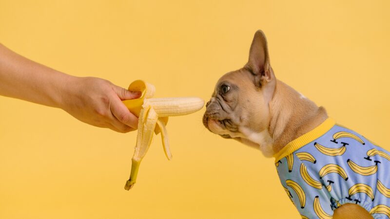 Can French Bulldogs Eat Bananas?