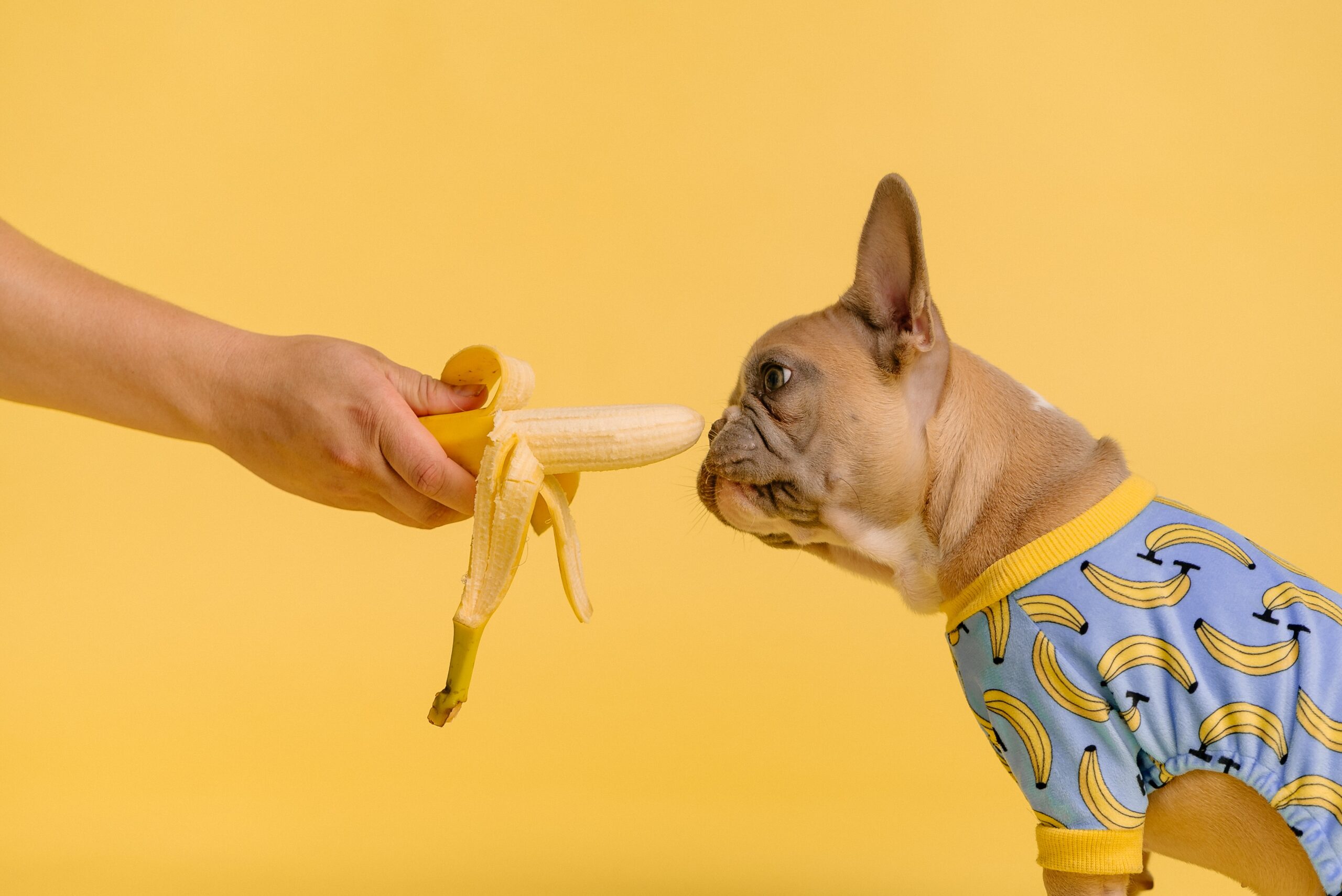 Can French Bulldogs Eat Bananas?