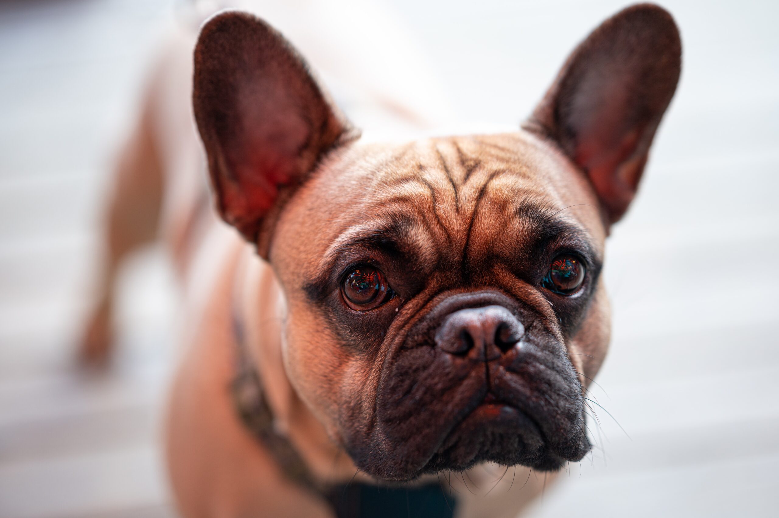 Why do french bulldogs snort