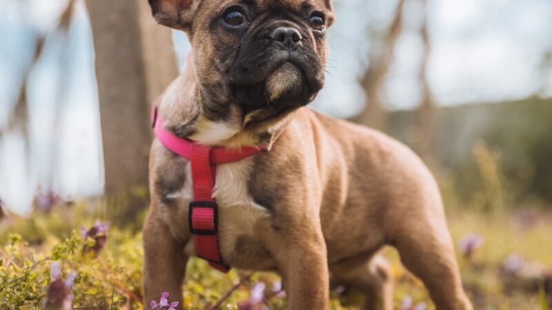 My French Bulldog Is Too Skinny – Effective Tips for Weight Gain and Maintenance