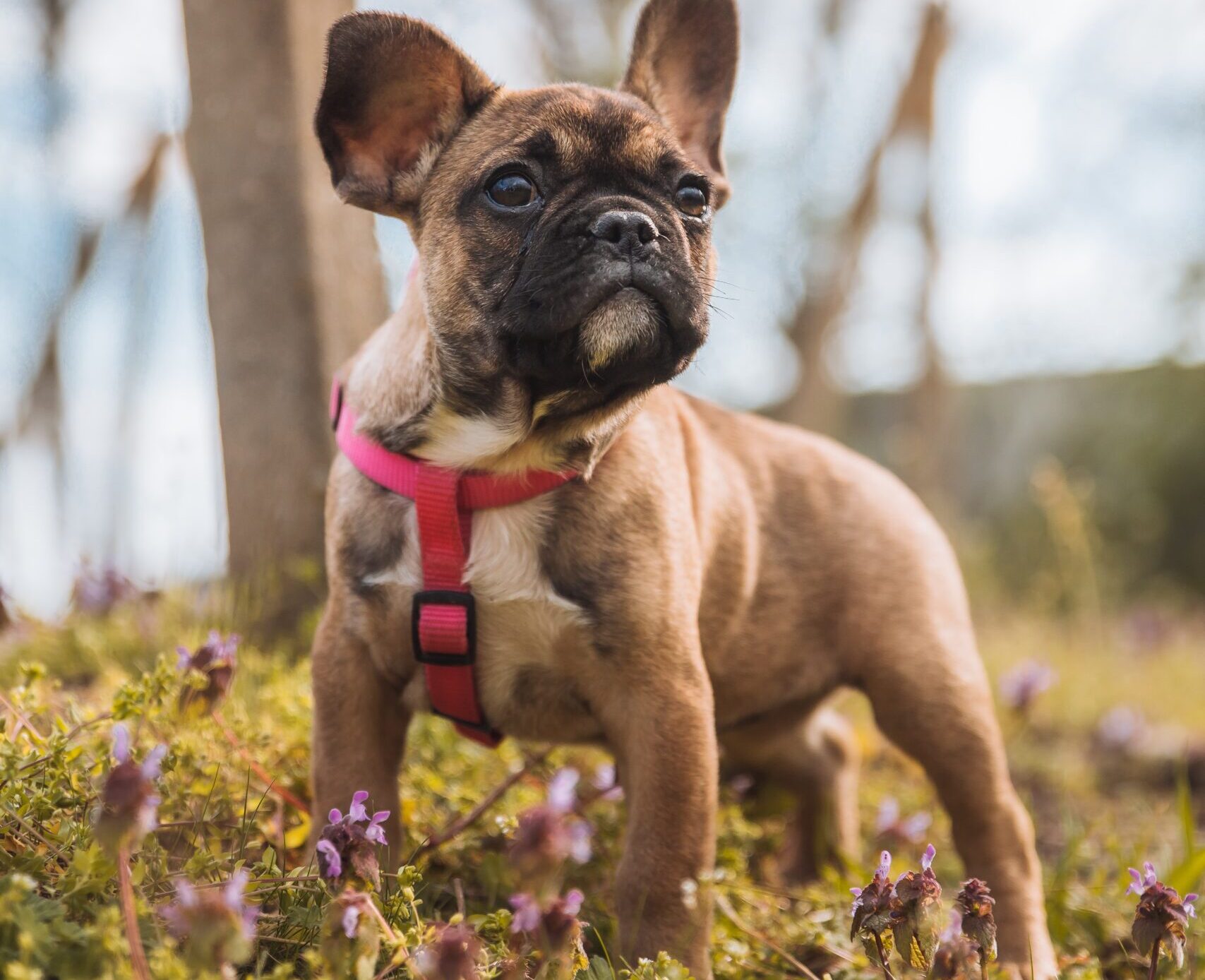 My French Bulldog Is Too Skinny – Effective Tips for Weight Gain and Maintenance