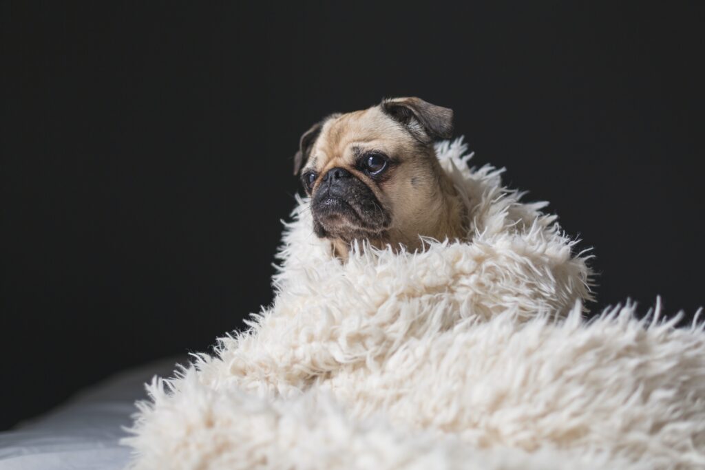 Why Is My French Bulldog Shaking