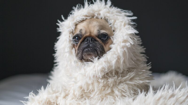 Why Is My French Bulldog Shaking? Understanding Your Pet’s Behavior