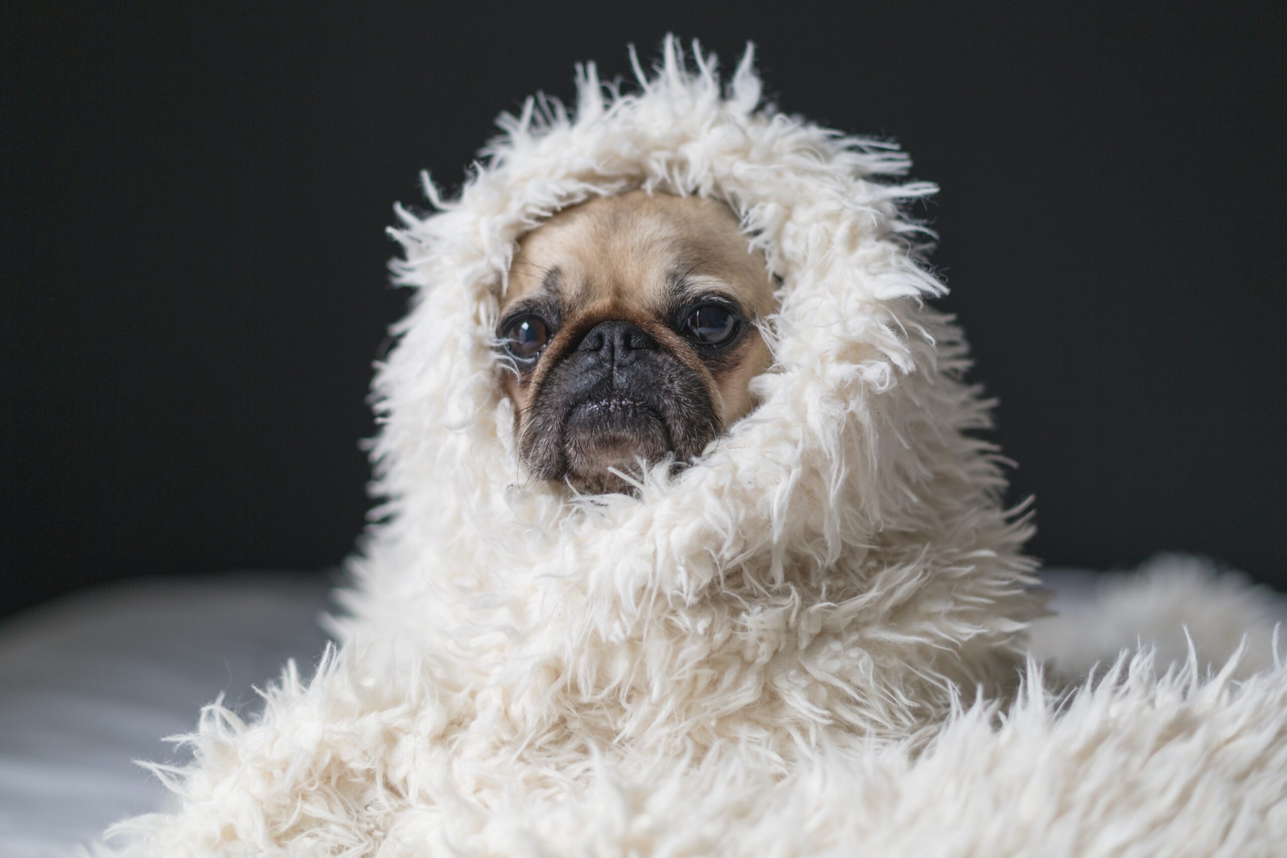 Why Is My French Bulldog Shaking? Understanding Your Pet’s Behavior
