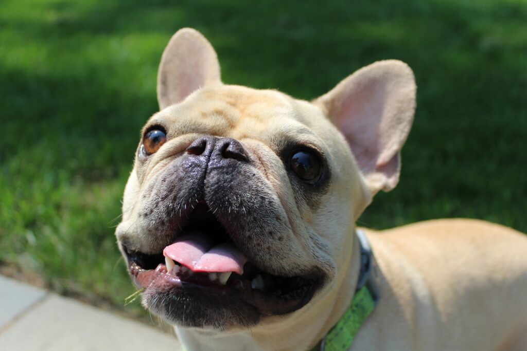 Do French Bulldogs drool