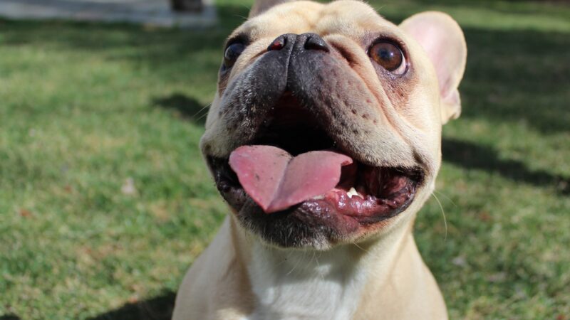 The Top Things Not to Do with a French Bulldog for Their Well-Being