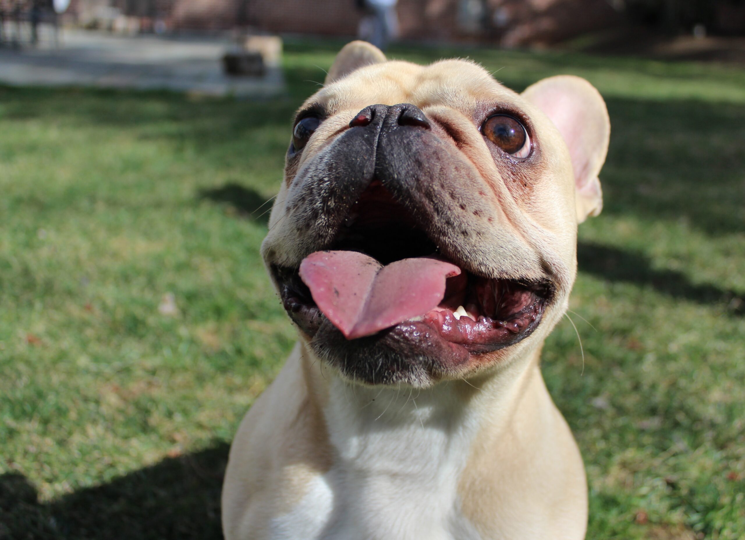 The Top Things Not to Do with a French Bulldog for Their Well-Being