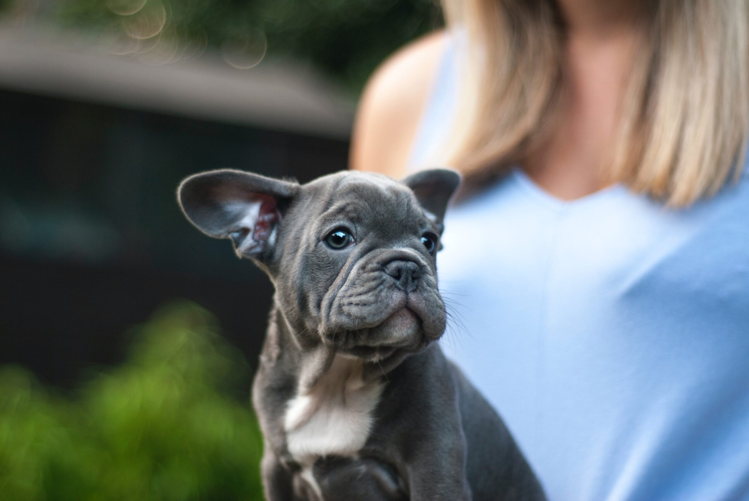 Why Is My French Bulldog Nose Dry? Diagnosis and Effective Treatments