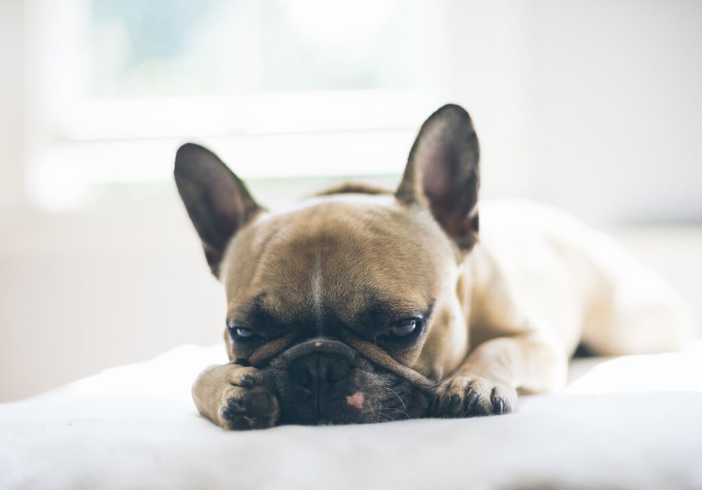 How to stop french bulldog licking paws