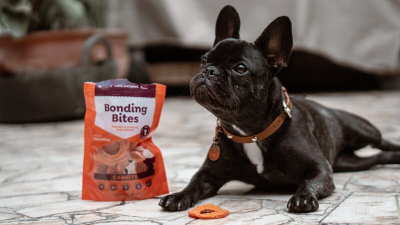 The Best Products for French Bulldogs