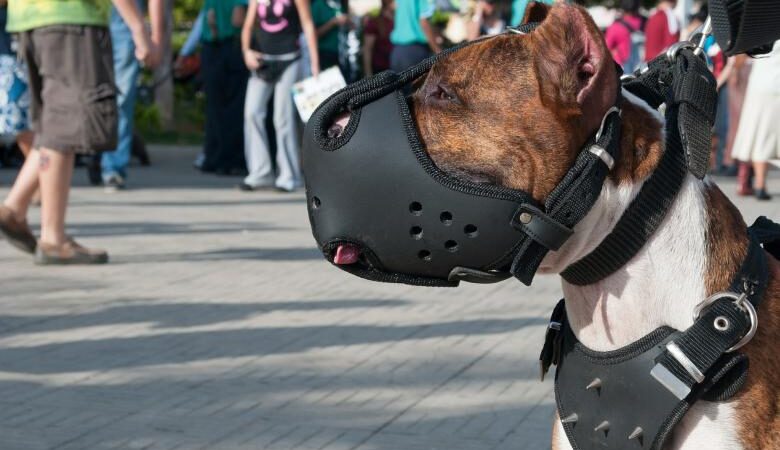 The Best Muzzles for French Bulldogs: Our Top Picks