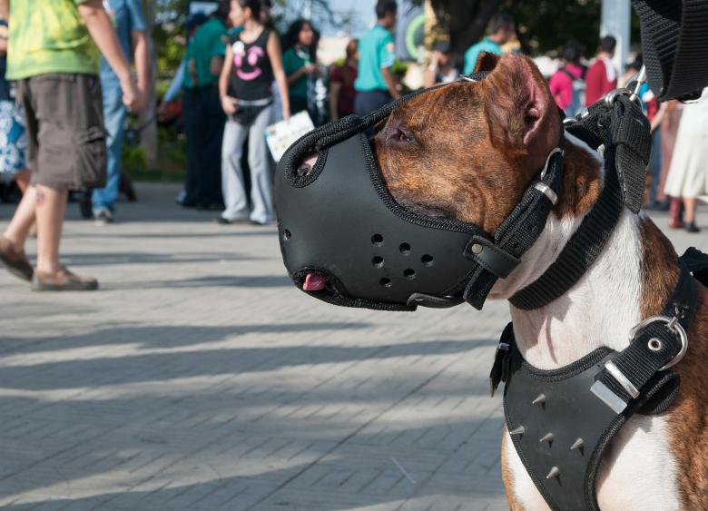 The Best Muzzles for French Bulldogs: Our Top Picks