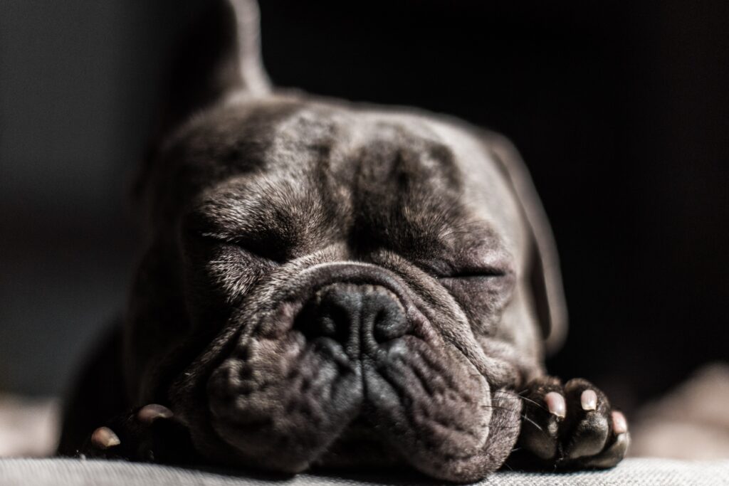 When Do French Bulldog Ears Stand Up?