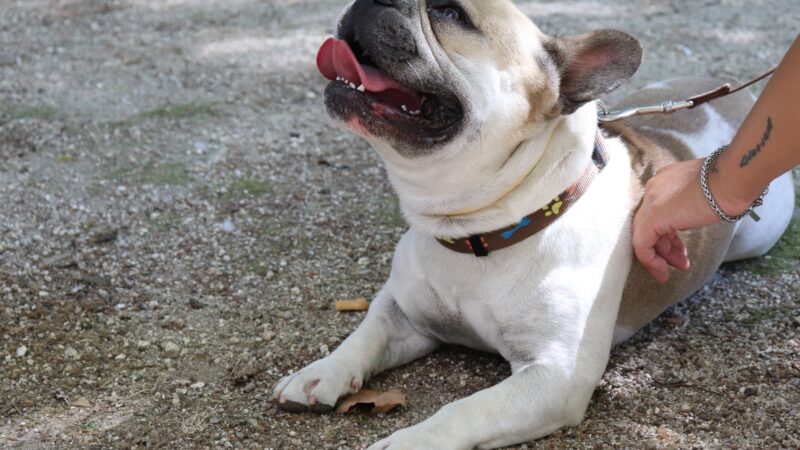 Decoding the Mystery: Why Do French Bulldogs Snort?
