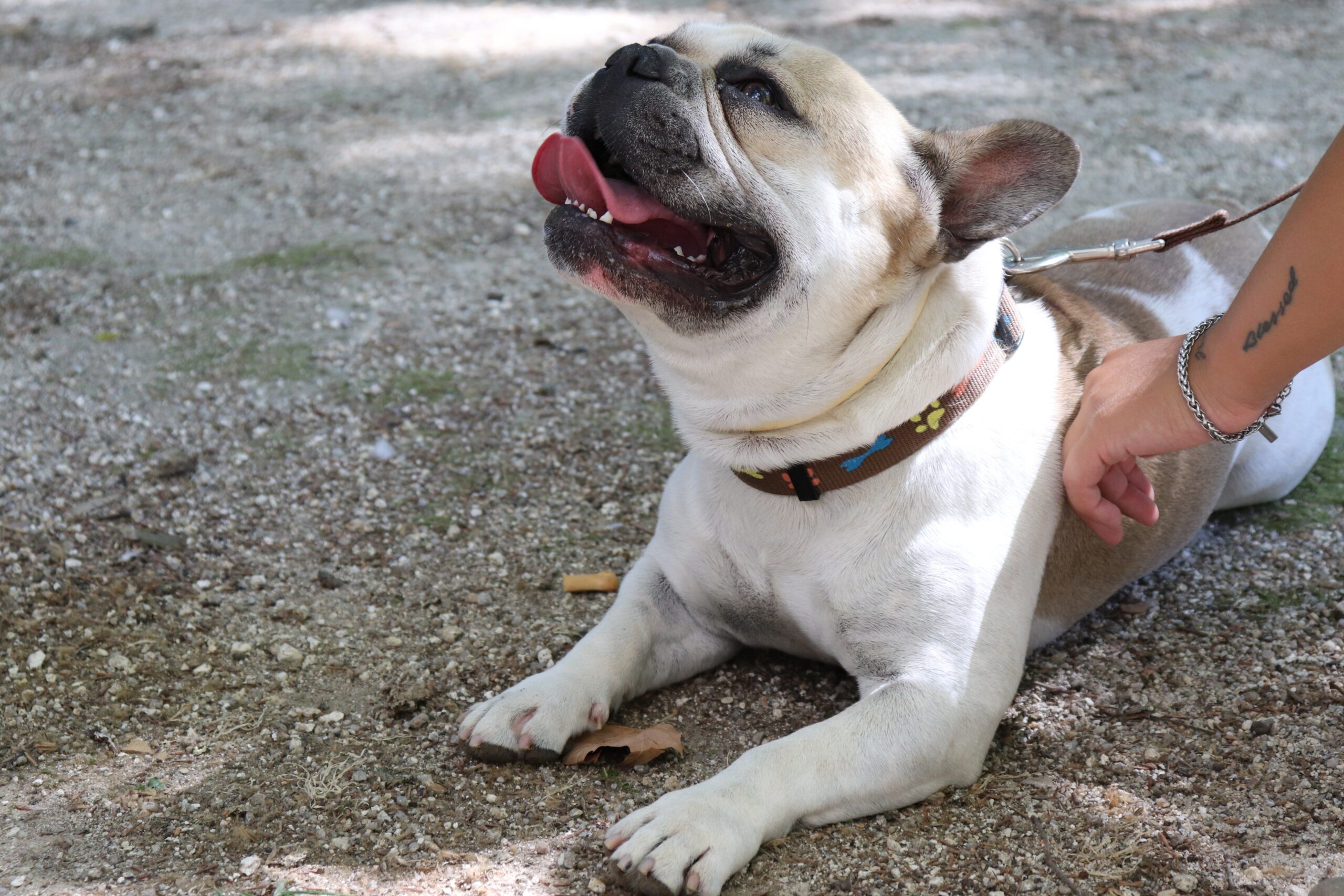 Decoding the Mystery: Why Do French Bulldogs Snort?