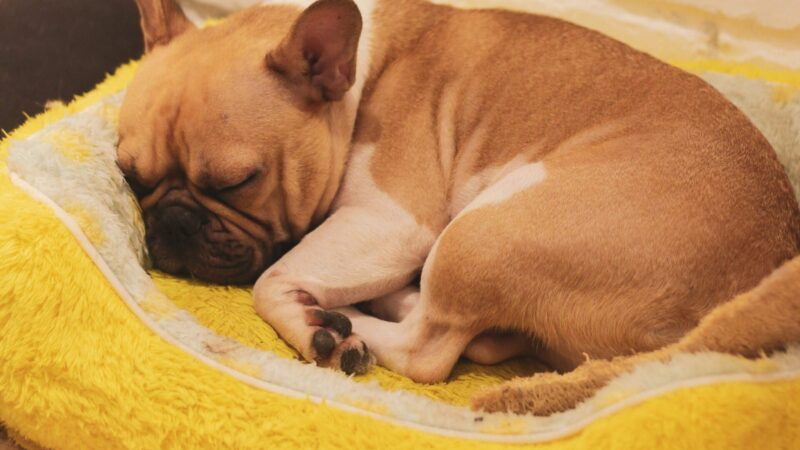 How to Bulk Up My French Bulldog: Tips and Guidelines