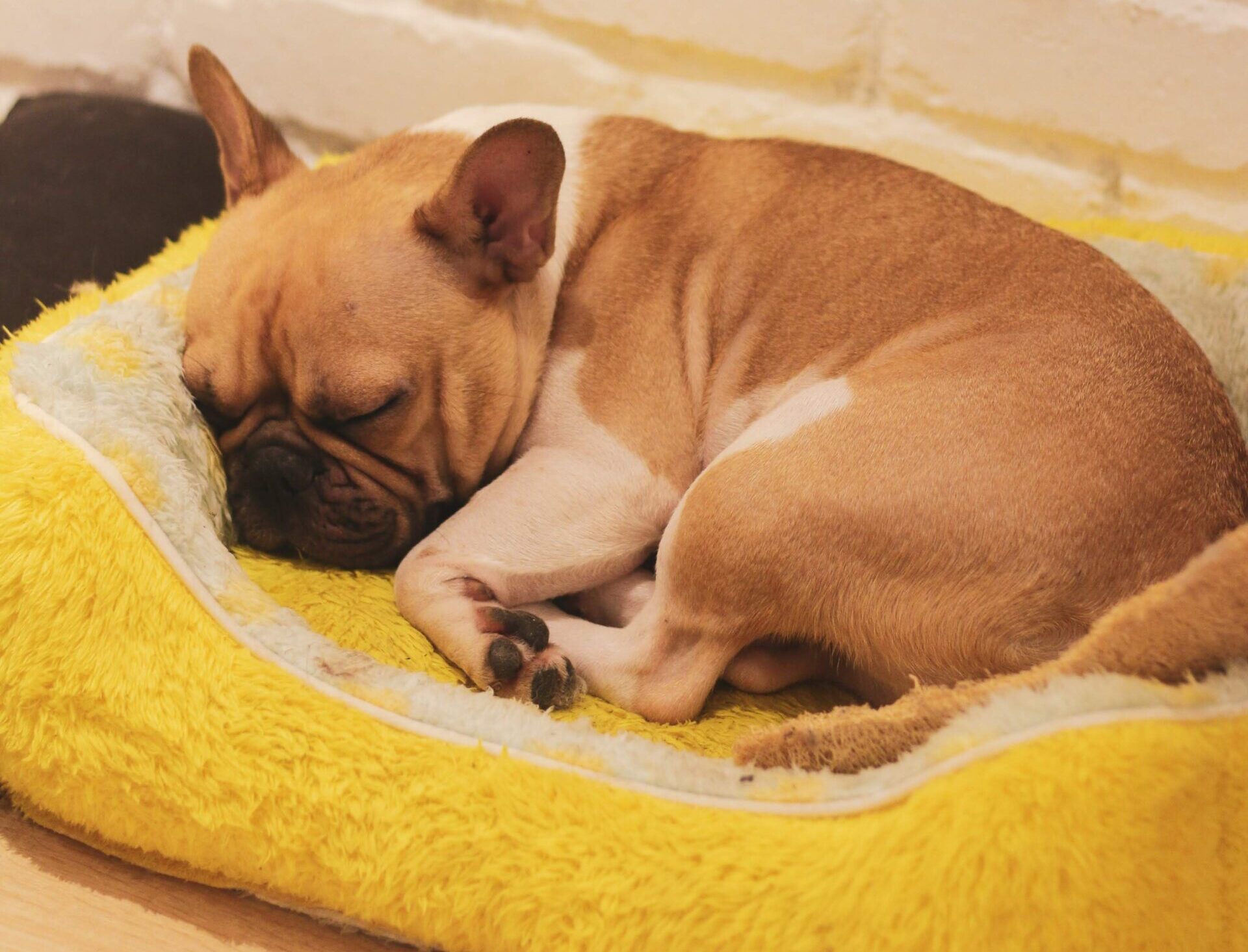 How to Bulk Up My French Bulldog: Tips and Guidelines
