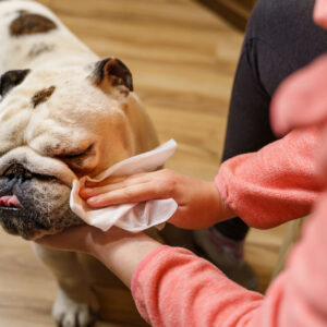 The Best Wipes for French Bulldogs