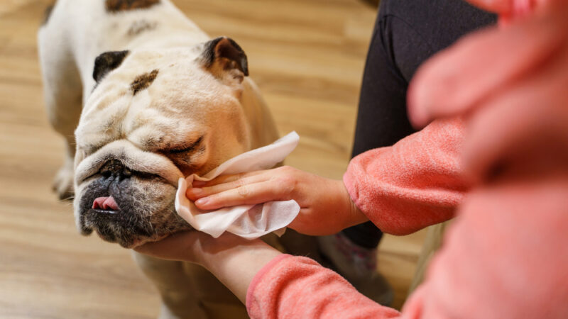 The Best Wipes for French Bulldogs