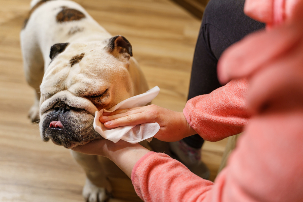 Best wipes for french bulldogs