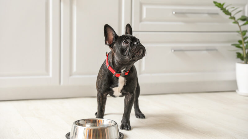 The Best Meat for French Bulldogs: An Owner’s Guide