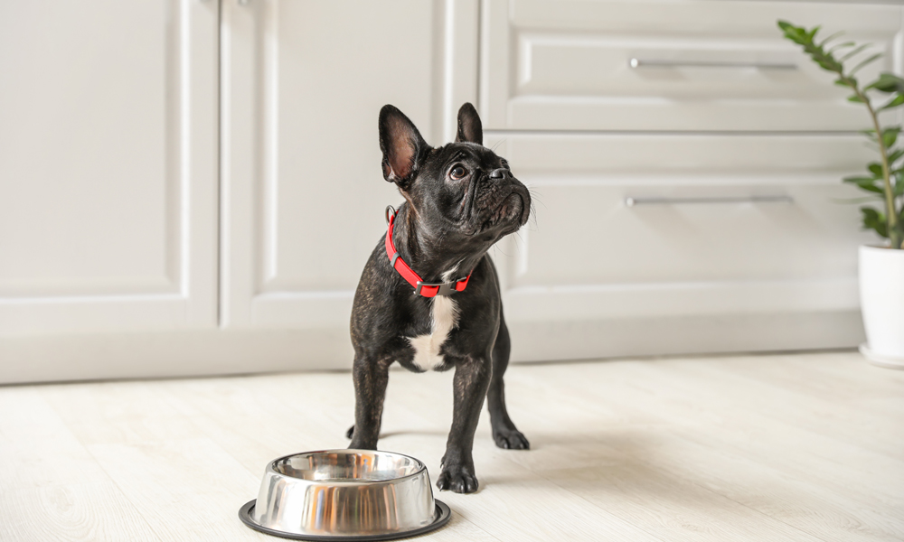 The Best Meat for French Bulldogs: An Owner’s Guide