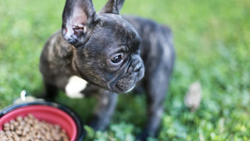 How Much Should You Feed a French Bulldog Puppy? An Owner’s Guide