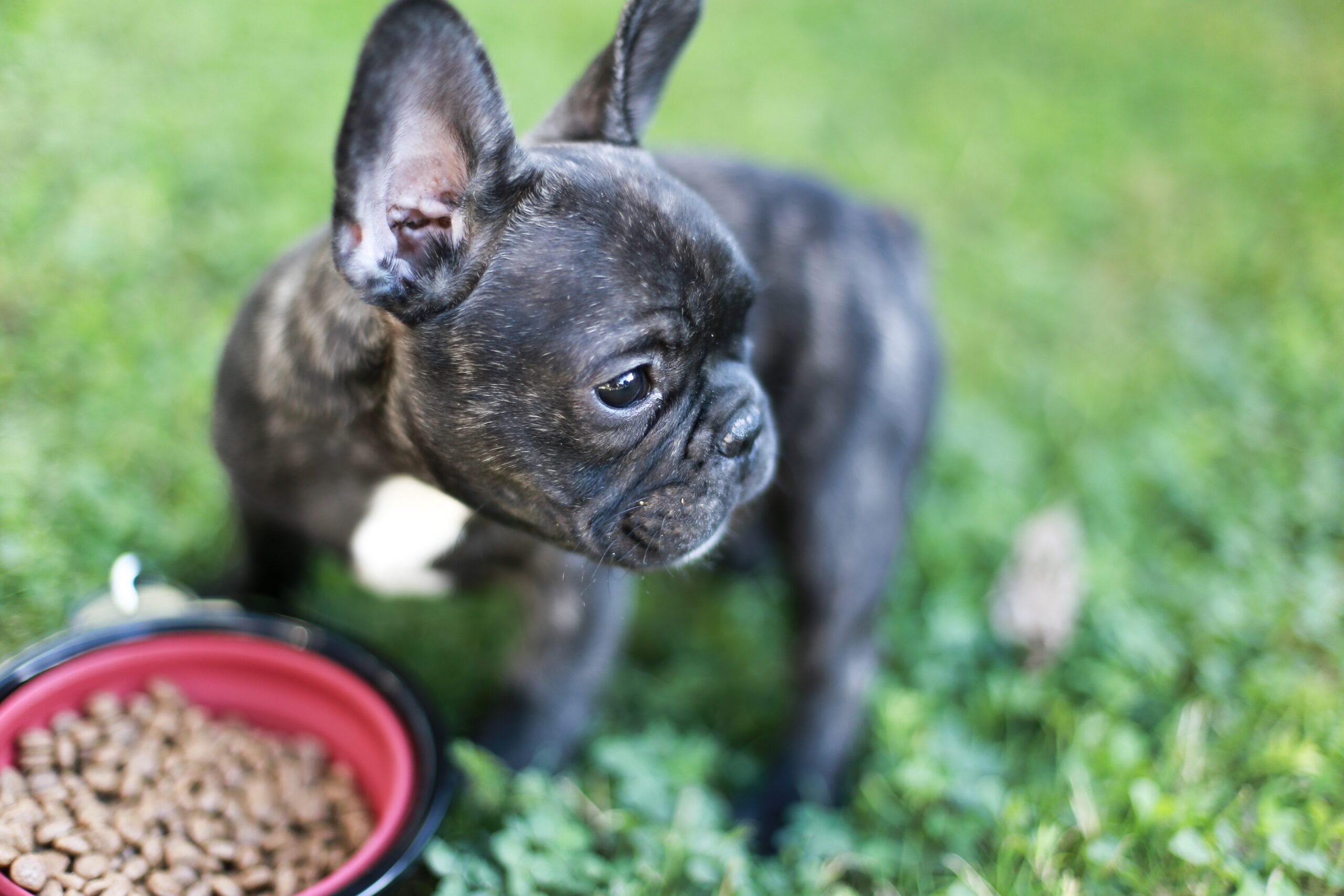 How Much Should You Feed a French Bulldog Puppy? An Owner’s Guide