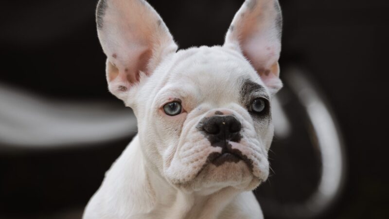 A Comprehensive Guide on How to Treat Your French Bulldog Ear Infection Safely