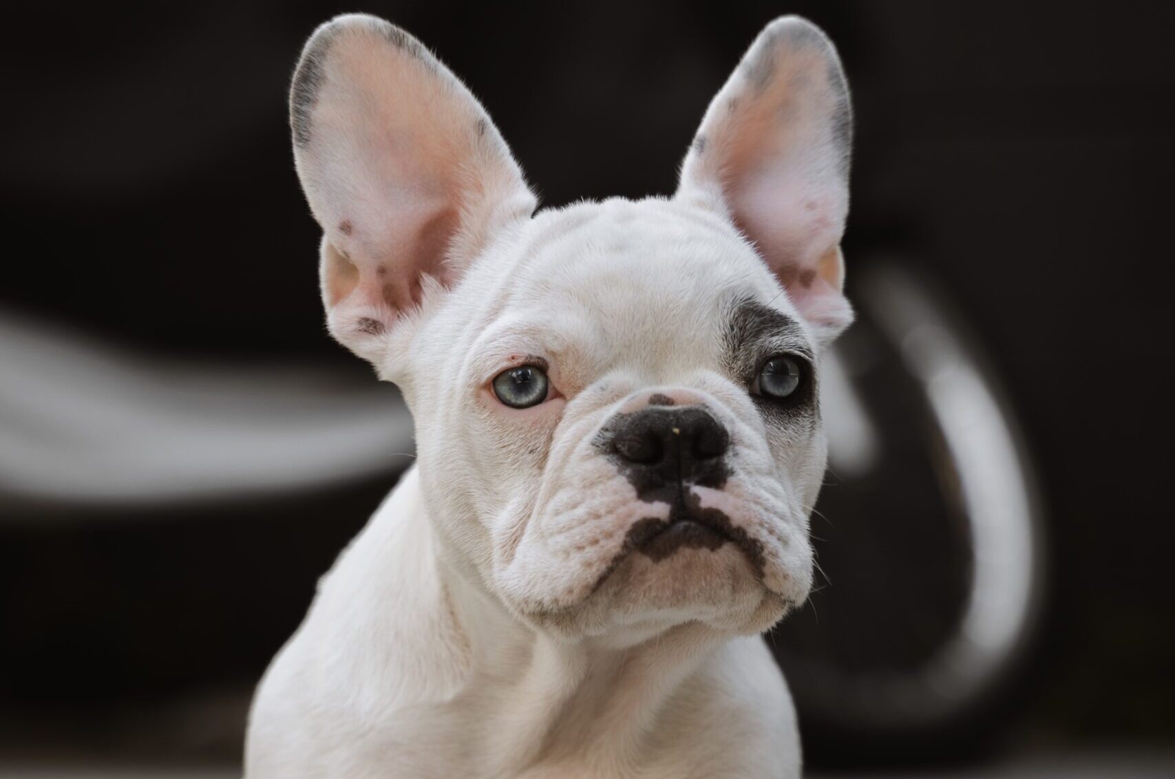 A Comprehensive Guide on How to Treat Your French Bulldog Ear Infection Safely