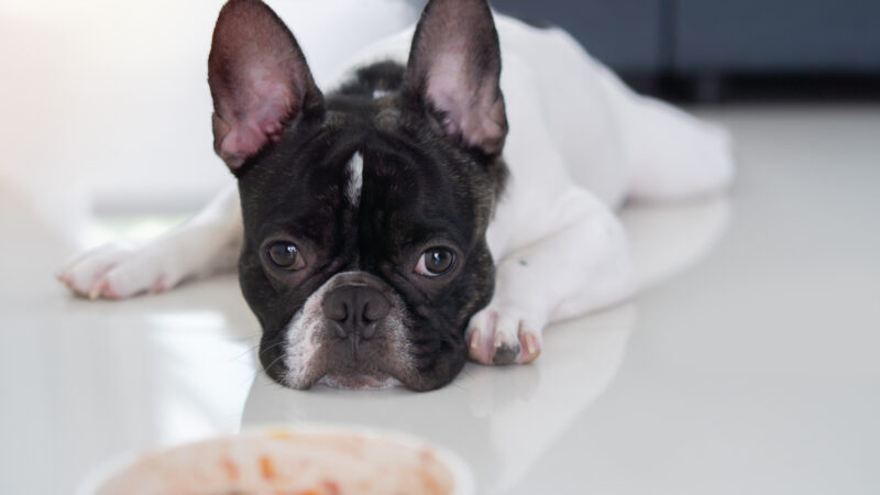 The Best Grain-Free Dog Food for French Bulldogs