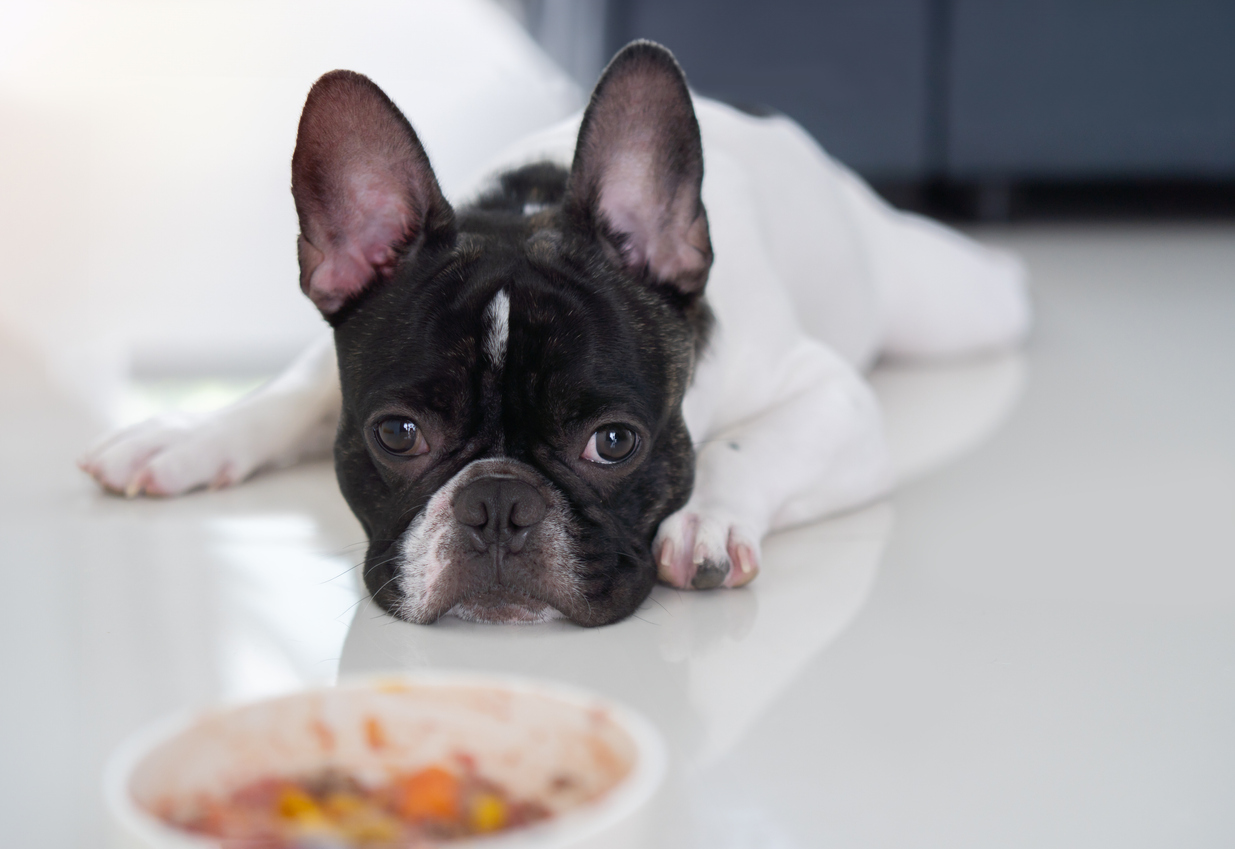 The Best Grain-Free Dog Food for French Bulldogs