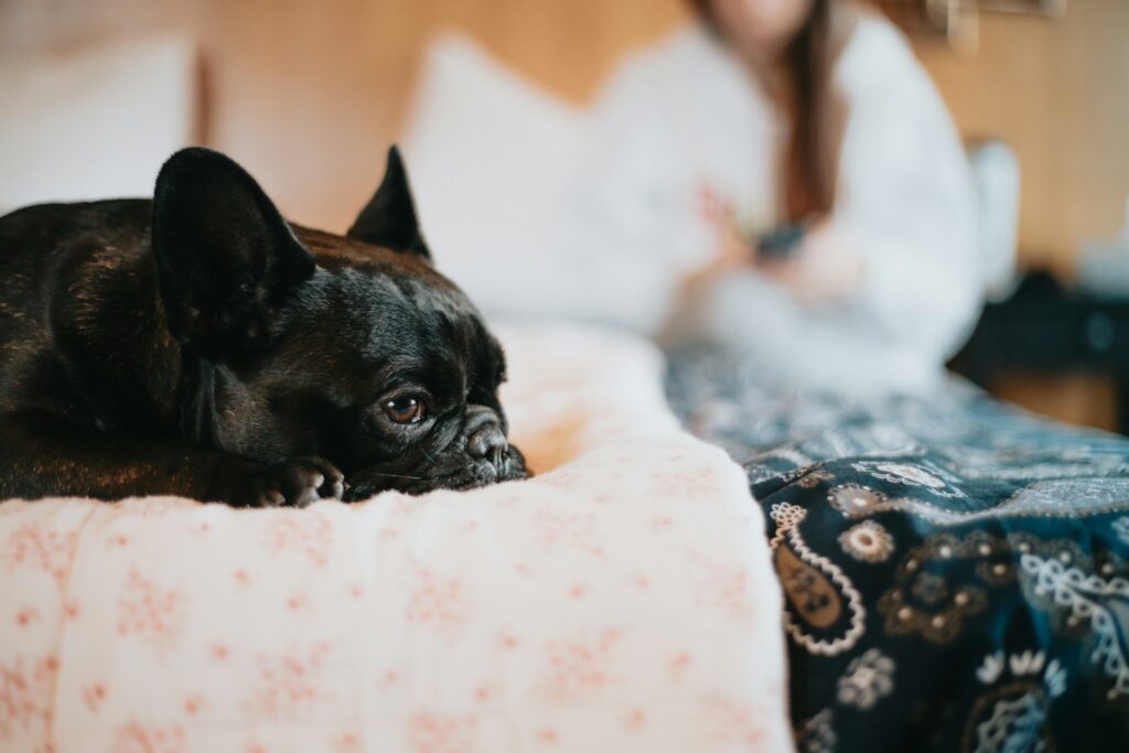 french bulldog rescue and adoption